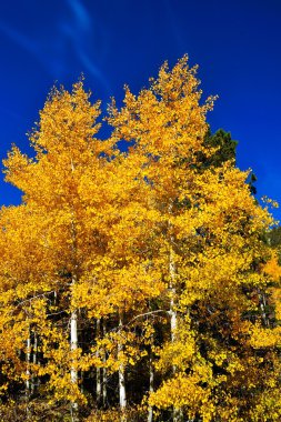 Autumn Aspens clipart