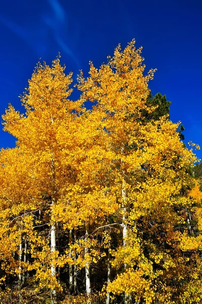 秋季在白杨树 图库图片