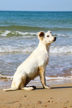Dog on the beach clipart