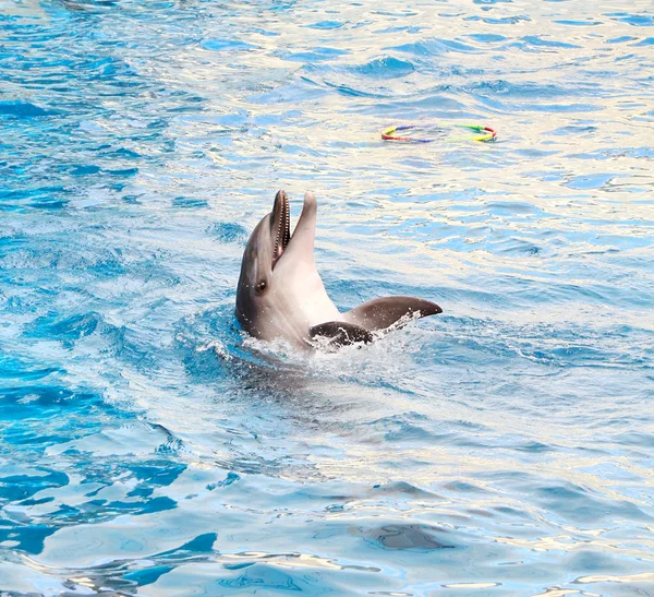 Golfinho-nariz-de-garrafa — Fotografia de Stock