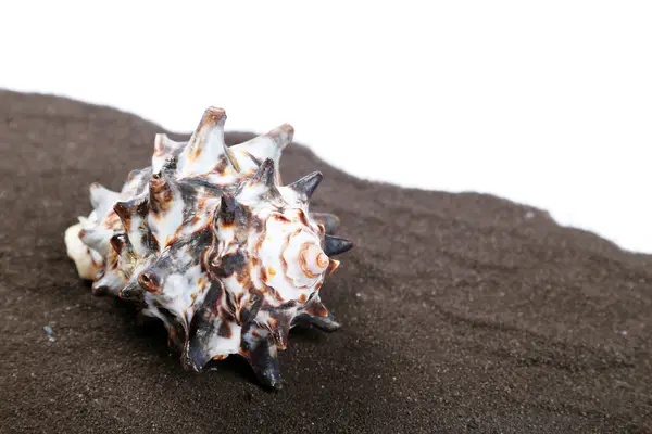 Sea shell — Stockfoto