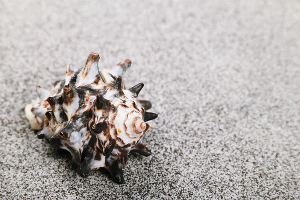Sea shells — Stock Photo, Image