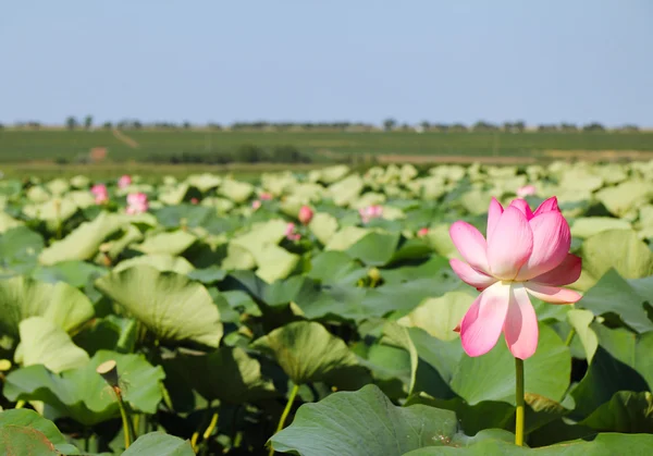 stock image The lotus