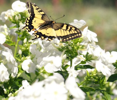 Swallowtail