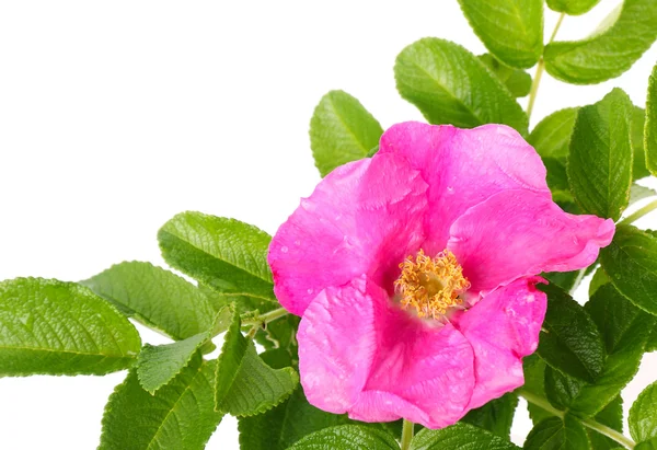 stock image Dog rose