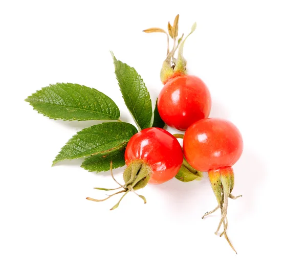 Rosa canina — Foto Stock