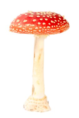 Fly agaric clipart