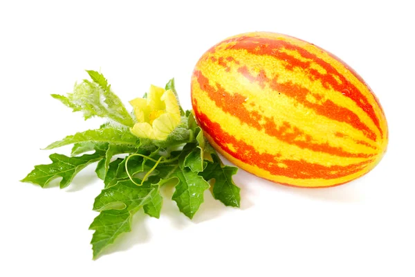 The melon — Stock Photo, Image