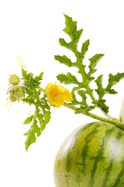 The watermelon — Stock Photo, Image