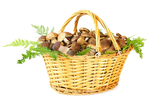 Stock image Mushrooms