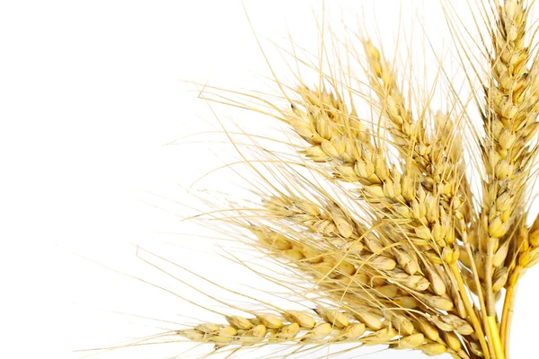 The wheat — Stock Photo, Image