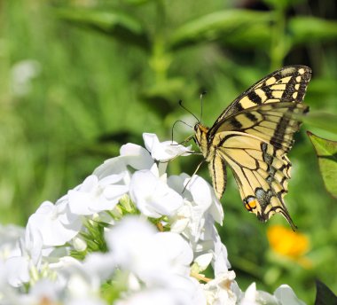 Swallowtail