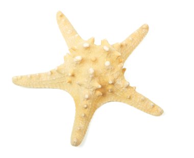 Sea star clipart