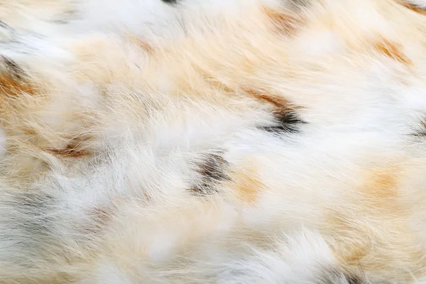 The fur — Stock Photo, Image