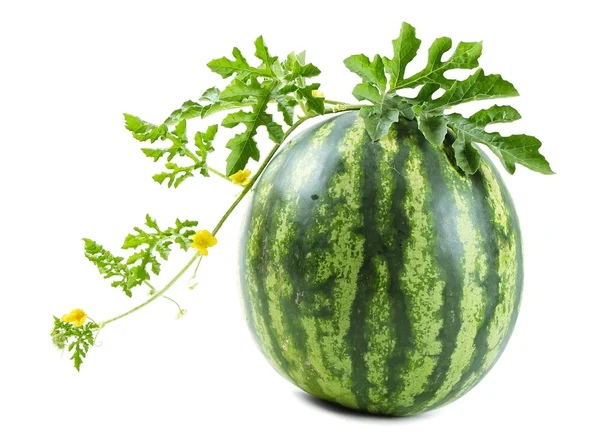 Die Wassermelone lizenzfreie Stockfotos