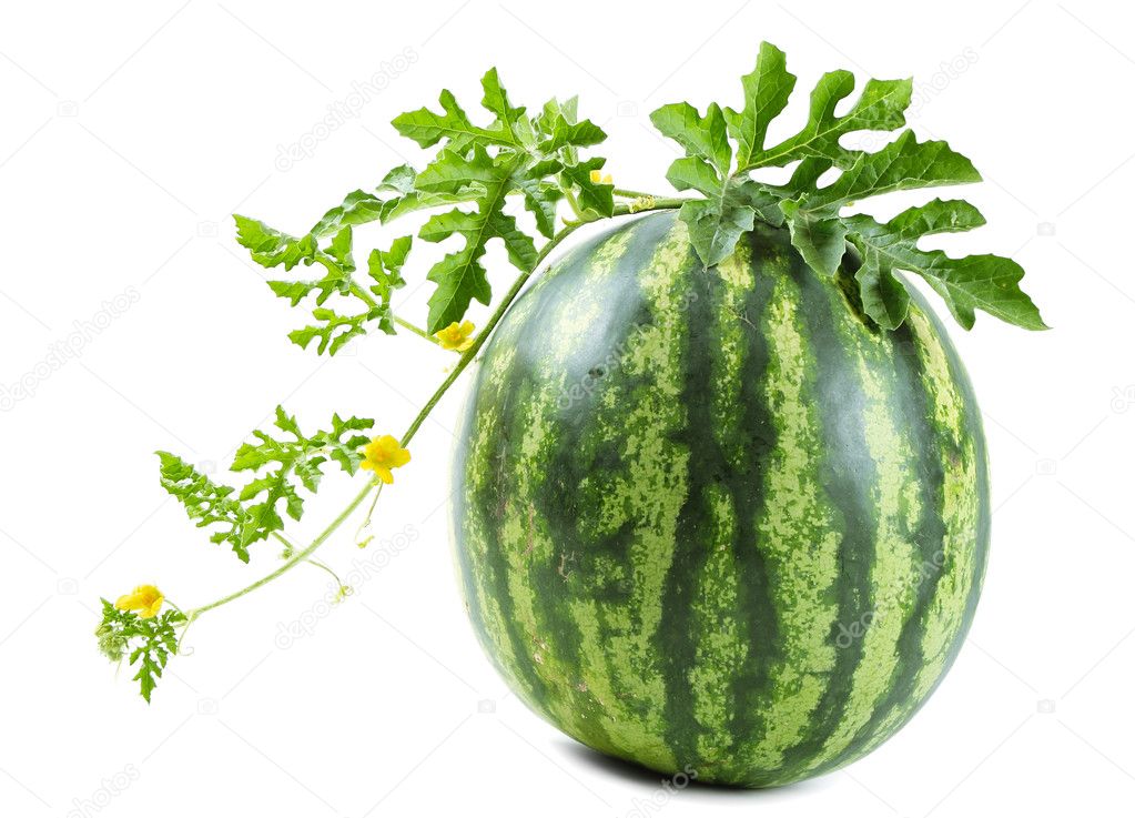paleka