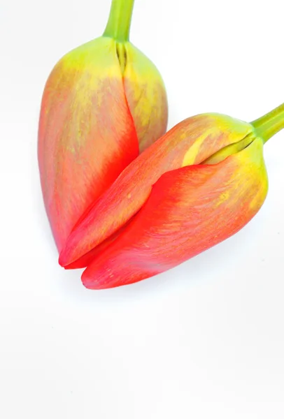 Coração de tulipas — Fotografia de Stock