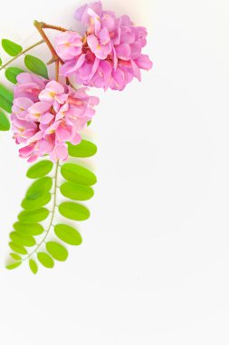 Akasya pembe çiçekler-robinia hispida