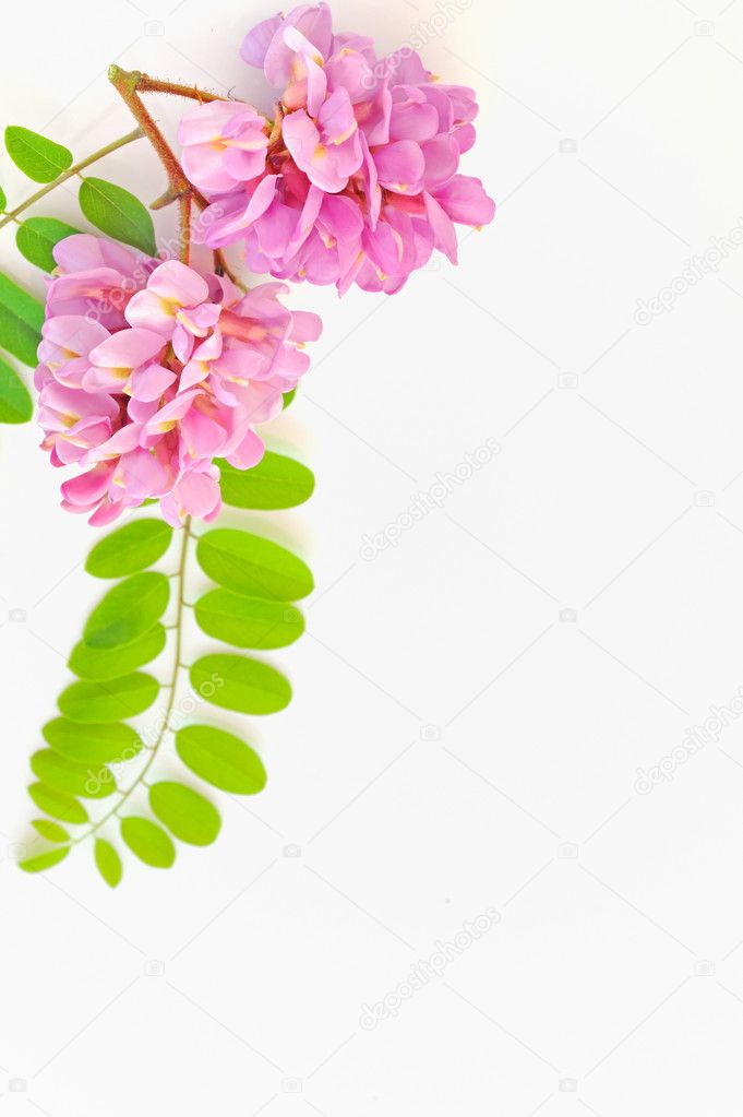 Acacia pink flowers- Robinia hispida