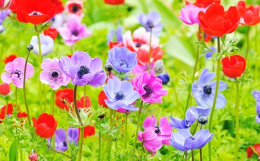 Anemone coronaria clipart