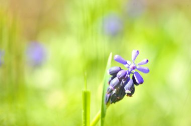 Grape hyacinth or 'muscari armeniacum'