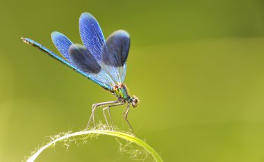 Blue Dragonfly clipart