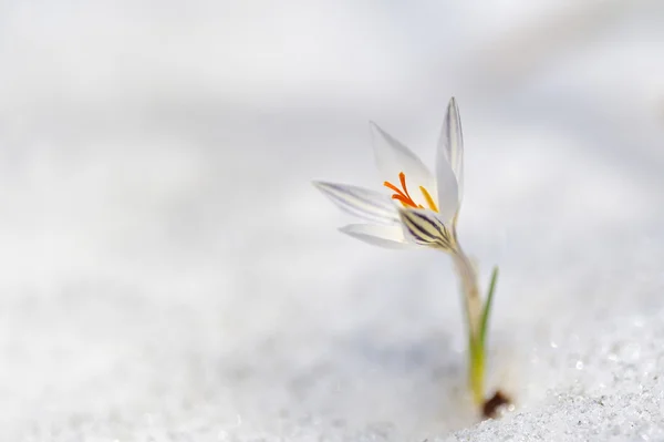 Krokus kwiaty w śniegu — Zdjęcie stockowe