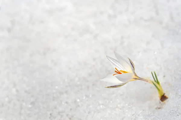 Krokus květiny ve sněhu — Stock fotografie