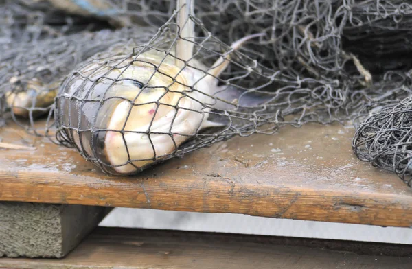 Fish in a fishing net — Stock Photo, Image