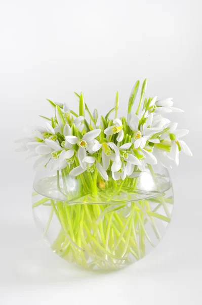 Bunch of snowdrops in transparent vase — Stock Photo, Image