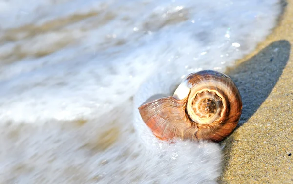 Shell no mar — Fotografia de Stock