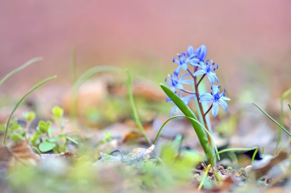 Fleur bleue printanière, gloire de la neige — Photo