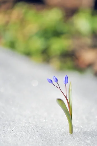 Синій Весняні квіти — стокове фото