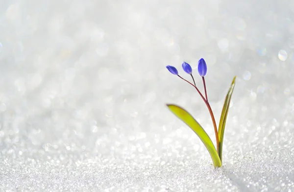 Niebieski wiosennych kwiatów — Zdjęcie stockowe