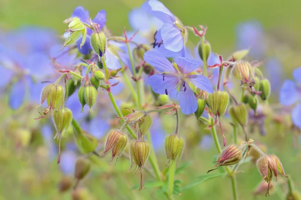 Blaue Blumen — Stockfoto