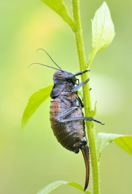 Kriket (Bradiphorus Dasiphus)