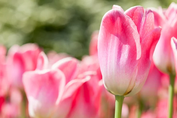 Stock image Tulip Background