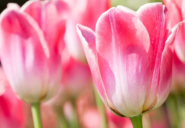 stock image Tulip Background