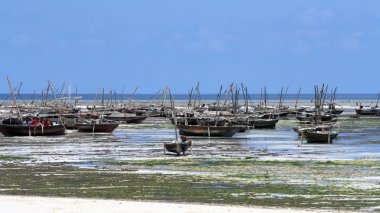 zanzibar balıkçı köyü