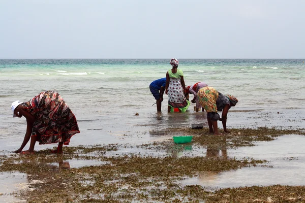 Mujer en Zanzibar —  Fotos de Stock