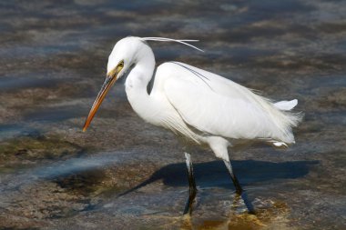 Küçük ak balıkçıl (egretta garzetta), sharm el sheikh, Mısır