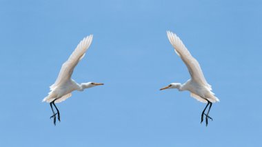 Gökyüzünde küçük sorguçlar (Egretta Garzetta)