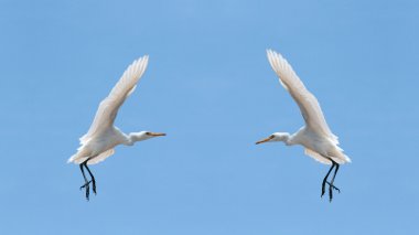 Little Egrets (Egretta Garzetta) in the sky clipart
