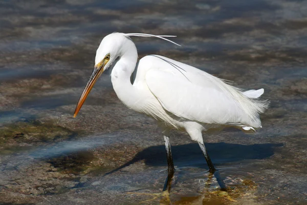 stock image Little Egret (Egretta Garzetta) in Sharm El Sheikh, Egypt