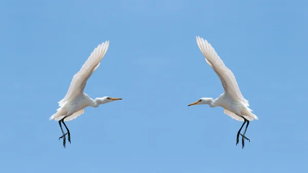 stock image Little Egrets (Egretta Garzetta) in the sky