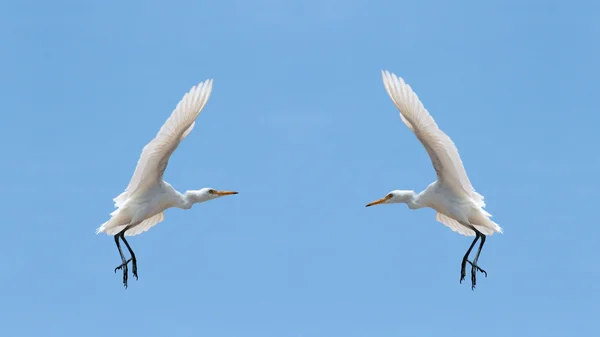 Pequenos Egrets (Egretta Garzetta) no céu Imagem De Stock