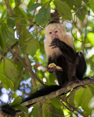 White-faced Capuchin Eating a Banana clipart