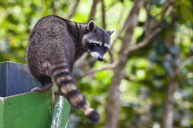 Raccoon Exploring a Trash Can clipart