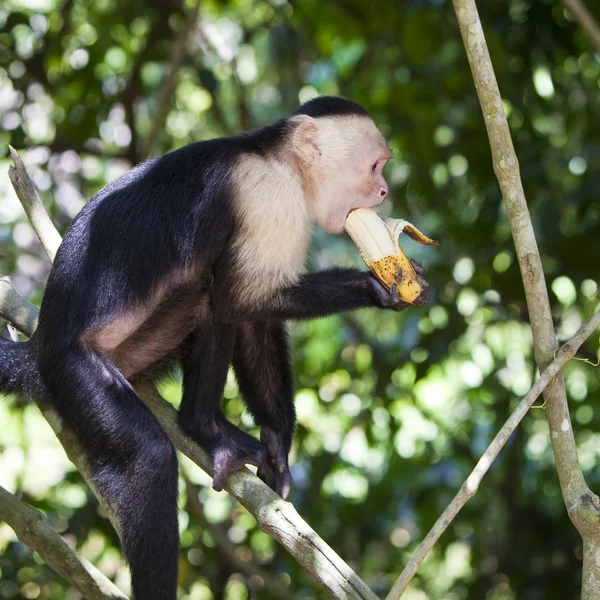 Mono mordiendo un plátano — Foto de Stock