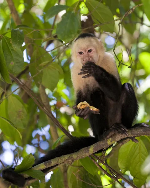Capuchino de cara blanca comiendo un plátano — Foto de Stock